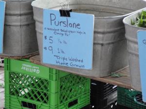 Purslane For Sale (Large)
